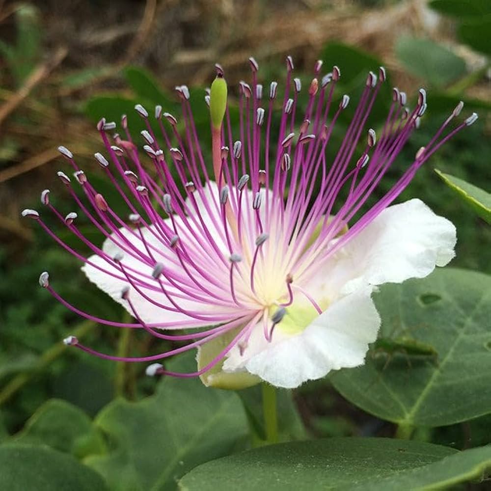 Caper Bush Liquid Extract (Water Soluble) - Capparis spinosa| Kabar Ras - Bulk Supplier India
