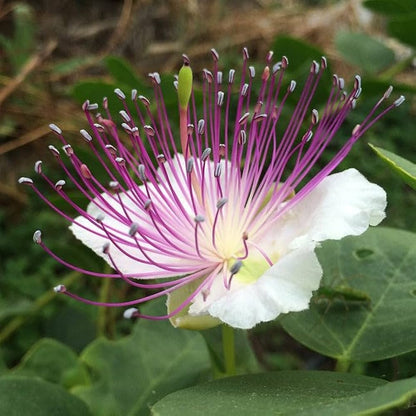 Caper Bush Liquid Extract (Water Soluble) - Capparis spinosa| Kabar Ras - Bulk Supplier India