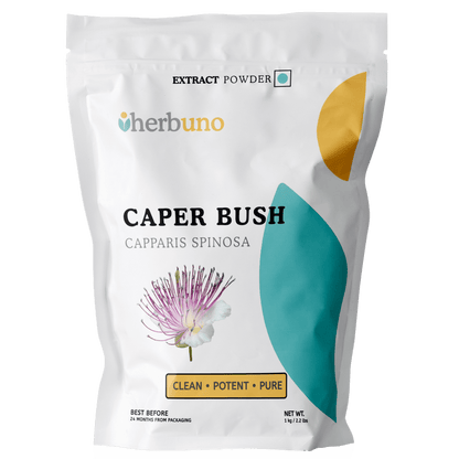 Caper Bush Extract Powder - Capparis spinosa| Kabar Powder - Bulk Supplier India