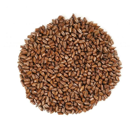 Cassia Tora Liquid Extract (Water Soluble) - Senna tora | Sonamukhi - Bulk Supplier India