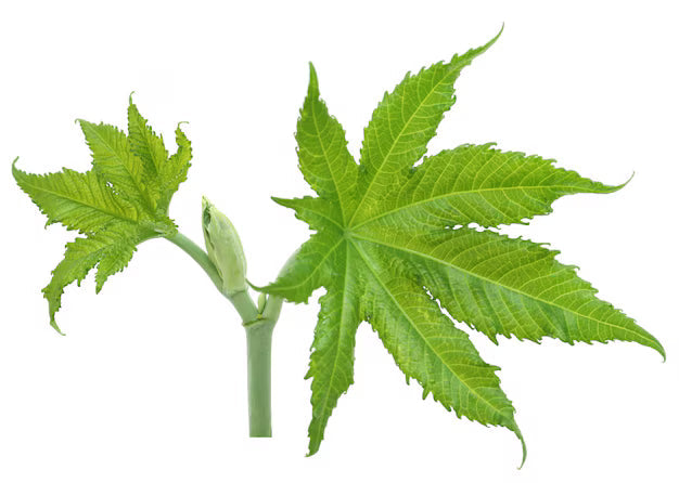 Castor Leaf Liquid Extract (Water Soluble) - Ricinus Communis Linn| Arandi Patta Ras - Bulk Supplier India