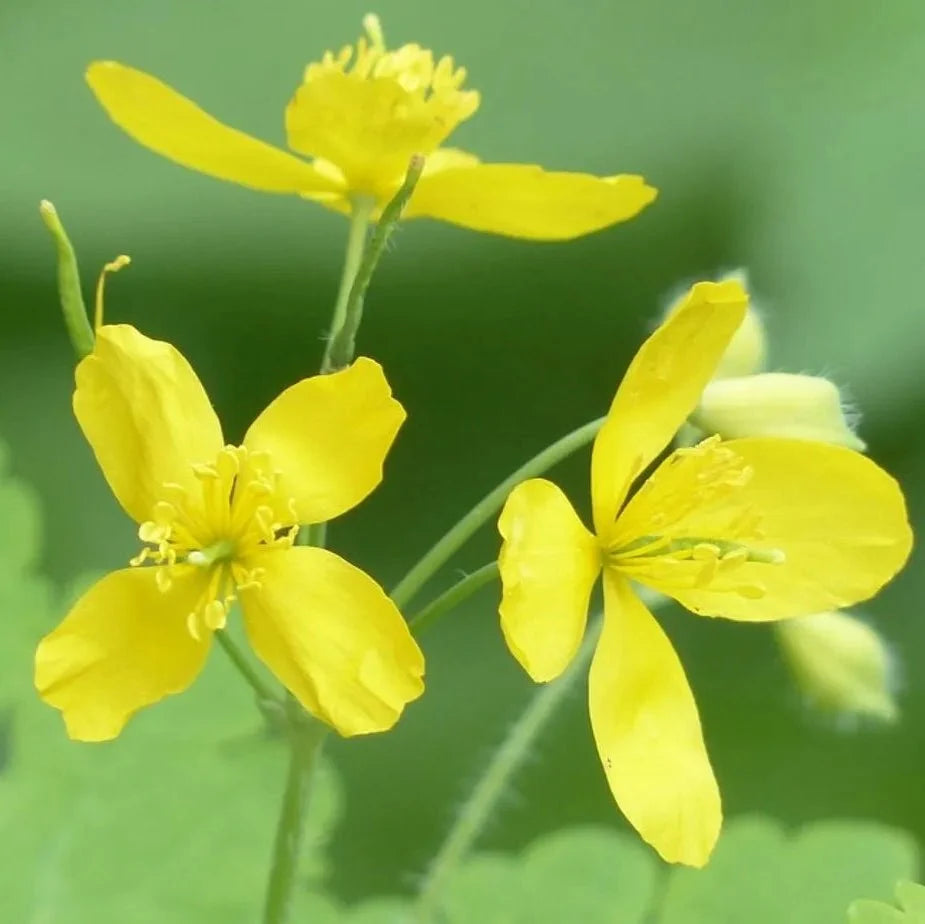 Celandine Extract Powder - Chelidonium majus - Bulk Supplier India