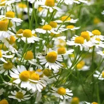 Chamomile Flower Extract Powder - Bulk Supplier India