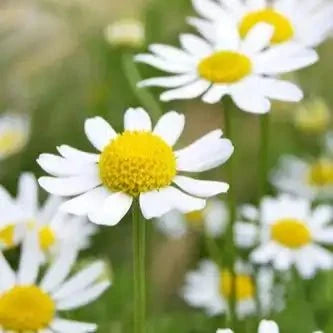 Chamomile Flower Liquid Extract (Water Soluble) - Matricaria chamomilla - Bulk Supplier India