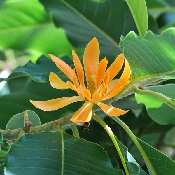 Champaca Flower Extract Powder - Magnolia champaca - Bulk Supplier India