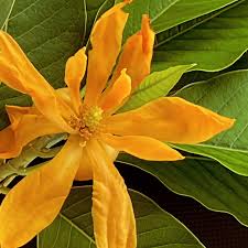 Champaca Liquid Extract (Water Soluble) - Magnolia champaca - Bulk Supplier India
