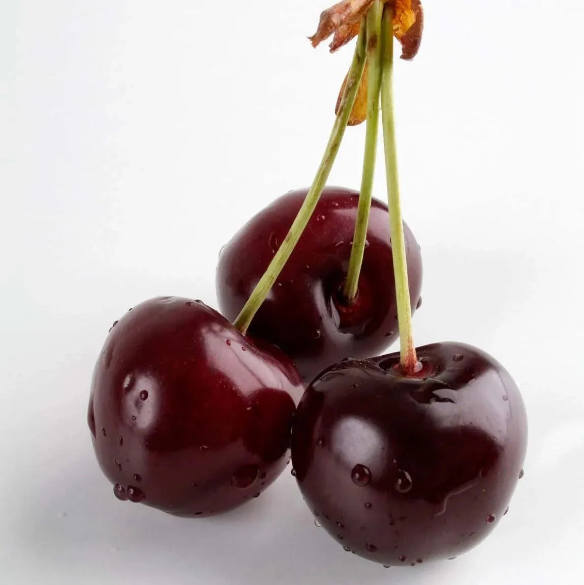 Cherry Fruit Extract Powder - Prunus avium - Bulk Supplier India