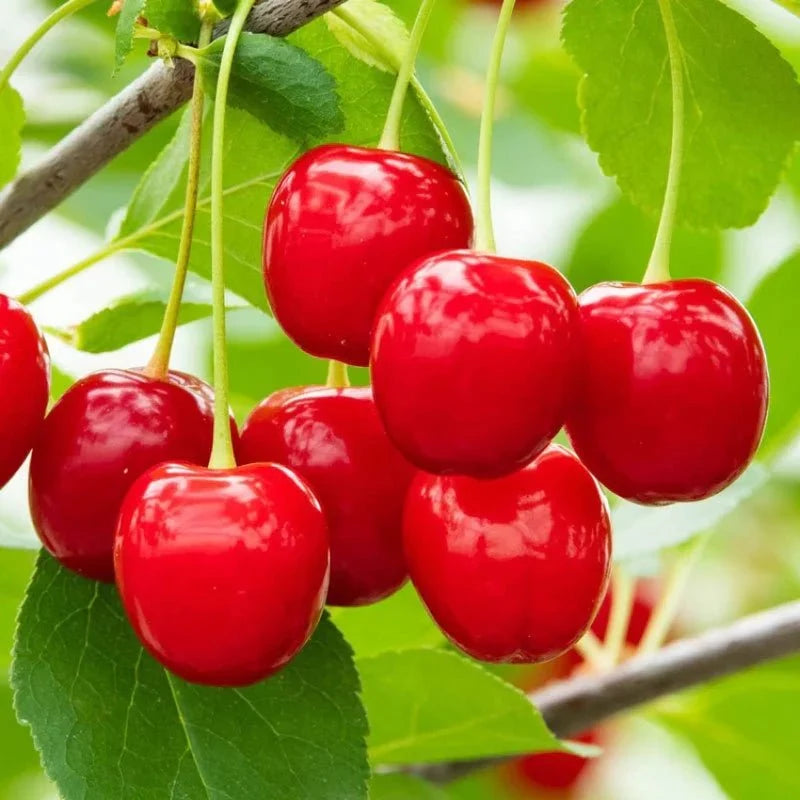 Cherry Fruit Liquid Extract (Water Soluble) - Prunus avium - Bulk Supplier India