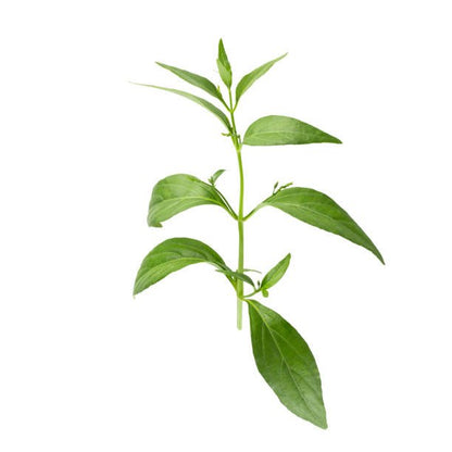 Chiraita Liquid Extract (Water Soluble) - Swertia Chirata| Chirayata Ras - Bulk Supplier India