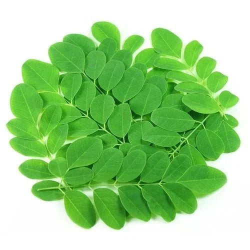 Moringa Leaf Liquid Extract (Water Soluble) - Moringa oleifera | Sahjan - Bulk Supplier India