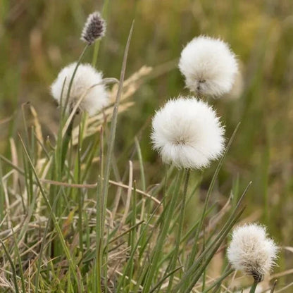 Citronella Flower Liquid Extract (Water Soluble) - Cymbopogon nardus - Bulk Supplier India