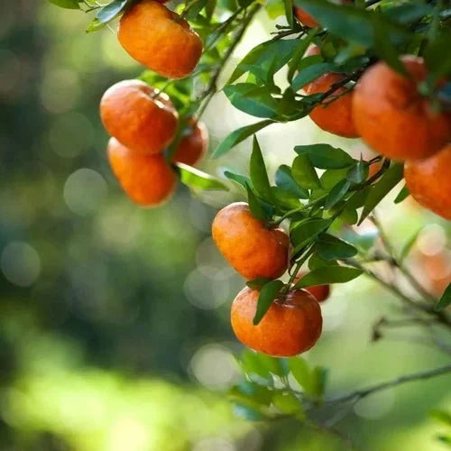 Citrus Bioflavonoid 40% Powder - Bulk Supplier India