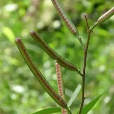 Coffee senna Liquid Extract (Water Soluble) - Cassia occidentalis | Sonamukhi - Bulk Supplier India