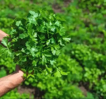 Coriander Leaf Liquid Extract (Water Soluble) - Coriandrum sativum| Dhaniya Patta Ras - Bulk Supplier India