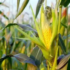 Corn Silk Liquid Extract (Water Soluble) - Zea mays| Makki Baal Ras - Bulk Supplier India