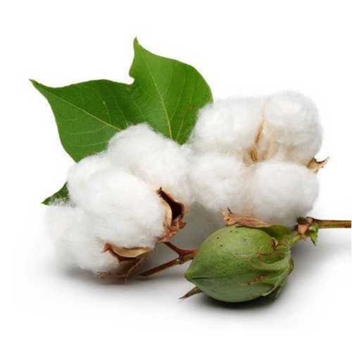 Cotton Seed Liquid Extract (Water Soluble) - Gossypium spp - Bulk Supplier India