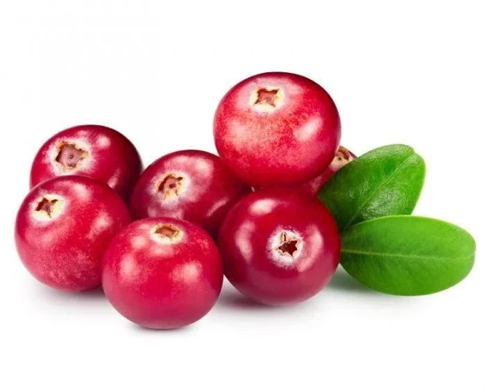 Cranberry Liquid Extract (Water Soluble) - Vaccinium macrocarpon - Bulk Supplier India