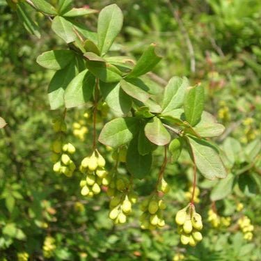 Daruhaldi Extract Powder - Berberis aristata| Daruharidra Powder - Bulk Supplier India