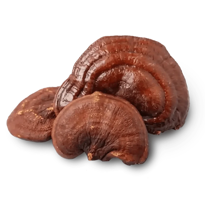 Reishi Mushroom Extract - Ganoderma lucidum - Bulk Supplier India