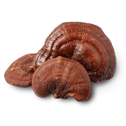 Reishi Mushroom Extract - Ganoderma lucidum - Bulk Supplier India