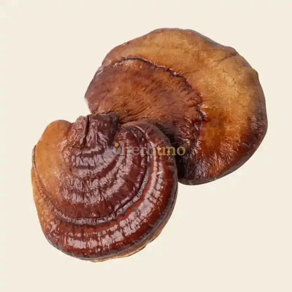 Reishi Mushroom Extract - Ganoderma lucidum - Bulk Supplier India
