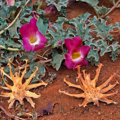 Devil's Claw Extract Powder - Harpagophytum procumbens - Bulk Supplier India