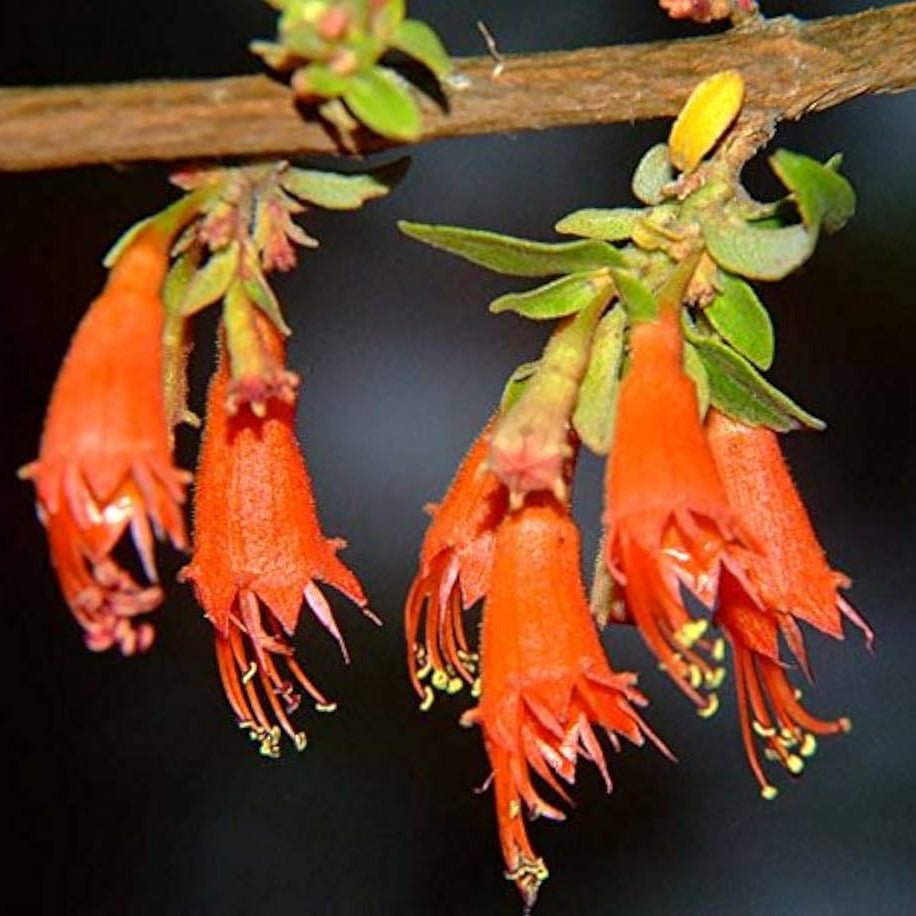 Dhawa Flower Liquid Extract (Water Soluble) - Woodfordia fruticosa| Dhataki Ras - Bulk Supplier India
