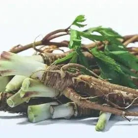 Dong Quai Extract Powder - Bulk Supplier India