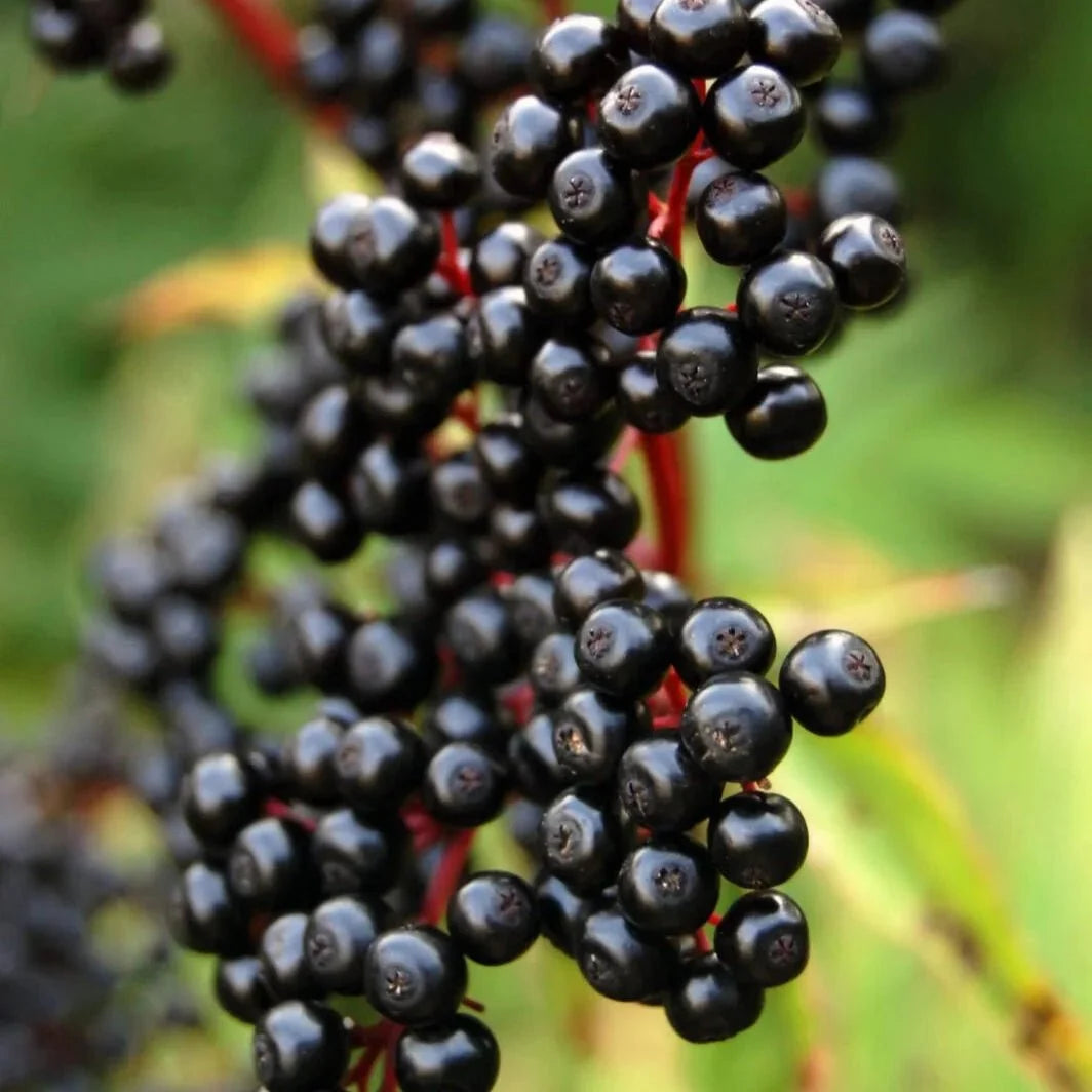 Elderberry Extract Powder - Sambucus nigra - Bulk Supplier India