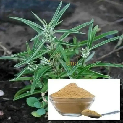 Enicostema littorale (Mamejava) Extract Powder - Bulk Supplier India