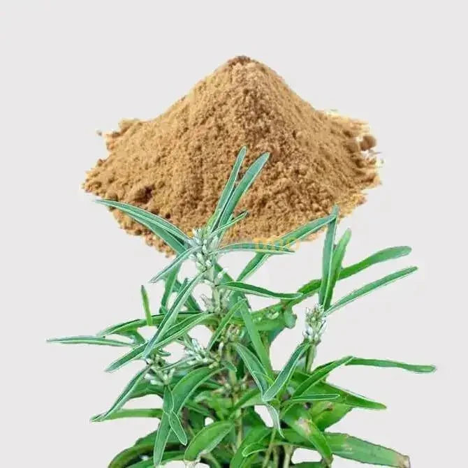 Mamejava Liquid Extract (Water Soluble) - Enicostemma Littorale - Bulk Supplier India