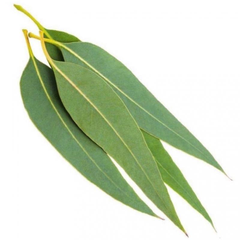 Eucalyptus Liquid Extract (Water Soluble) - Eucalyptus globulus - Bulk Supplier India