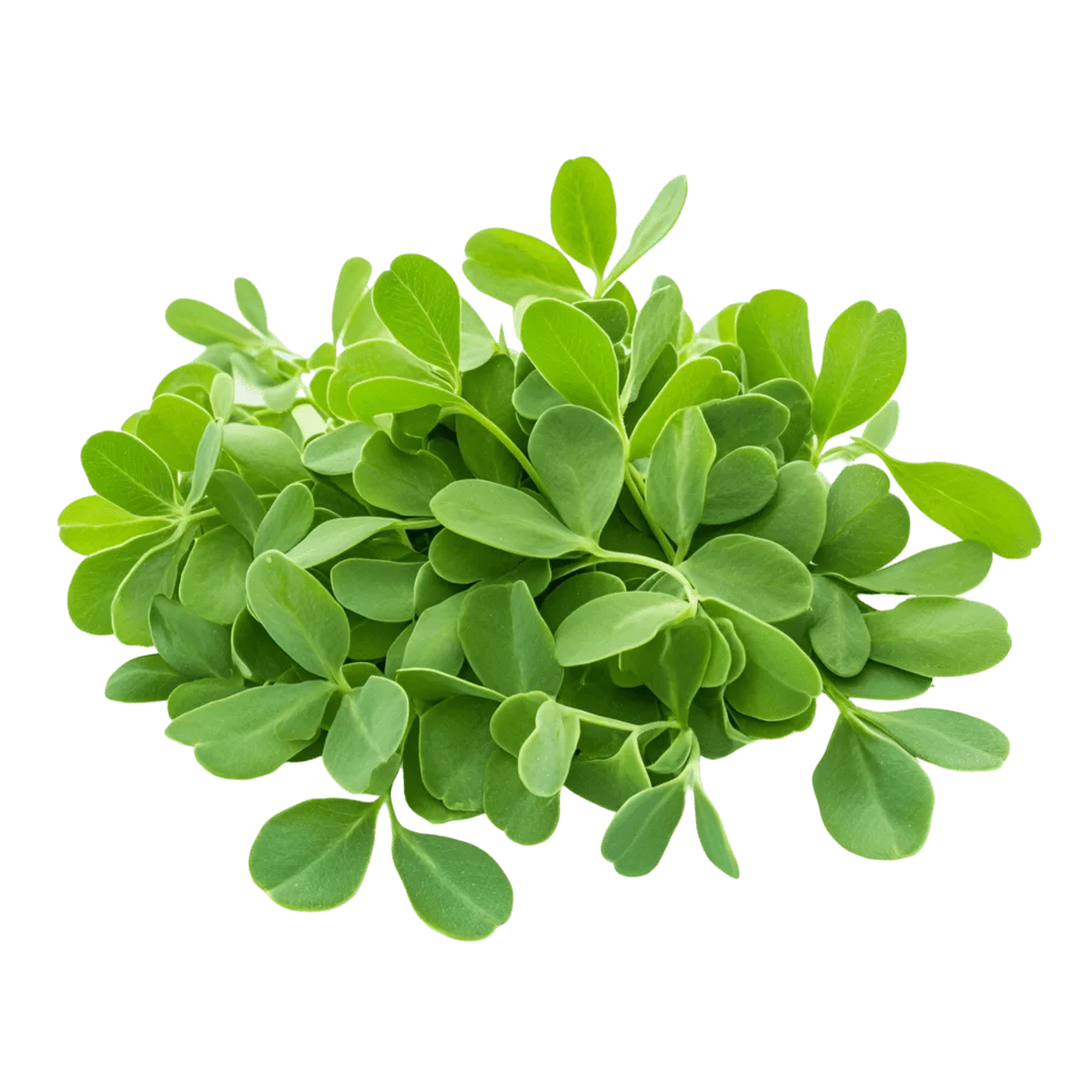 Fenugreek Leaf Liquid Extract (Water Soluble) - graecum | Methi - Bulk Supplier India