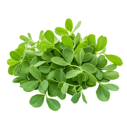 Fenugreek Leaf Liquid Extract (Water Soluble) - graecum | Methi - Bulk Supplier India