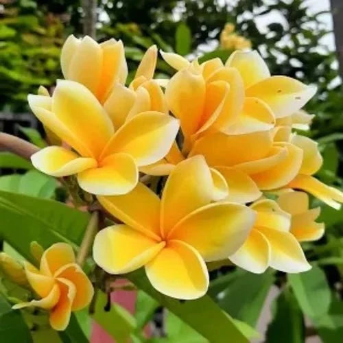 Frangipani Liquid Extract (Water Soluble) - Plumeria pudica - Bulk Supplier India