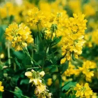 Galactomannan (from Guar Gum) Extract Powder - Cyamopsis tetragonoloba - Bulk Supplier India