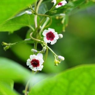 Gandh Prasarini Liquid Extract (Water Soluble) - Paederia Foetida - Bulk Supplier India