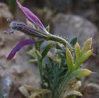 Gaozaban Flower Liquid Extract (Water Soluble) - Onosma bracteatum - Bulk Supplier India