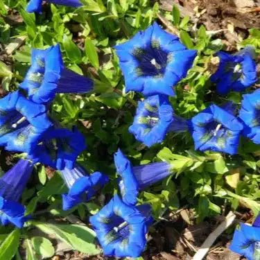 Gentian Root Extract Powder - Gentiana lutea - Bulk Supplier India