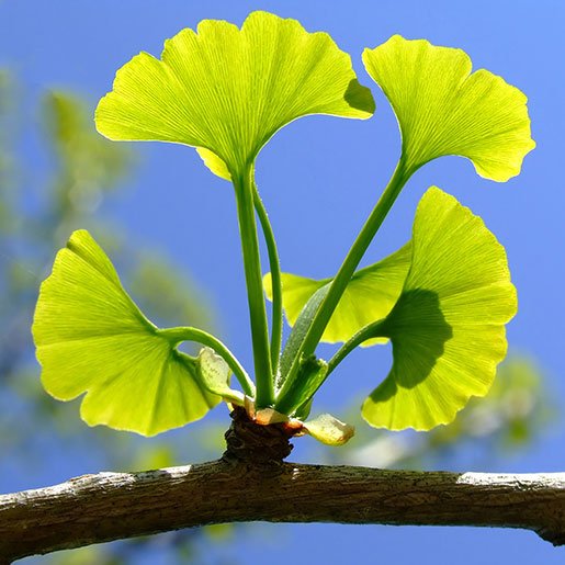 Ginkgo Biloba Leaf Liquid Extract (Water Soluble) - Bulk Supplier India
