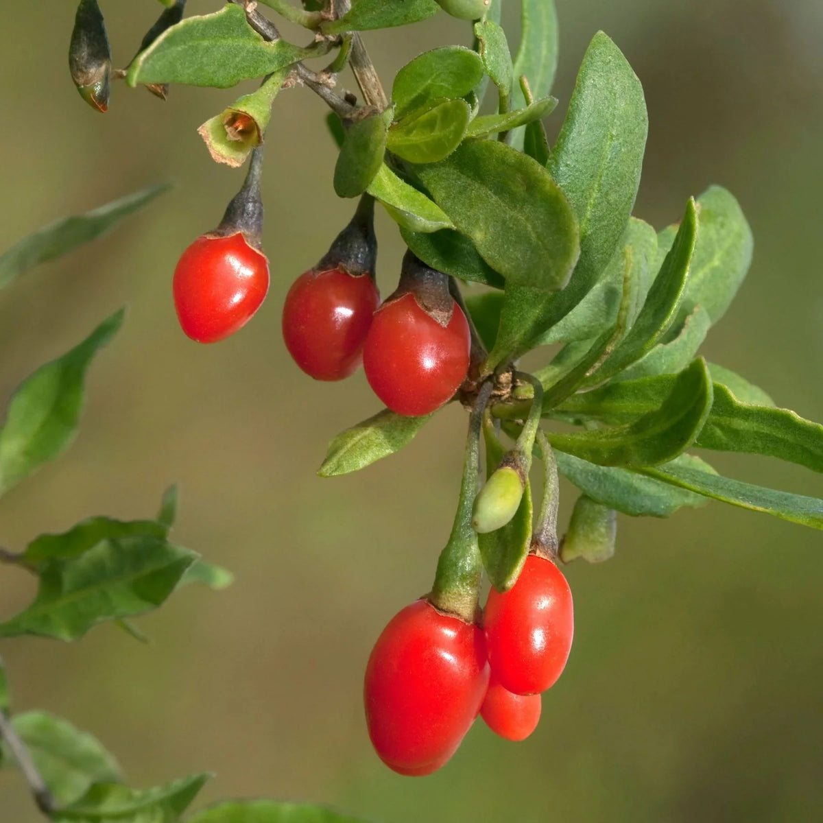 Goji Berry Liquid Extract (Water Soluble) - Lycium barbarum - Bulk Supplier India