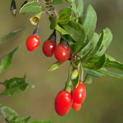 Goji Berry Liquid Extract (Water Soluble) - Lycium barbarum - Bulk Supplier India