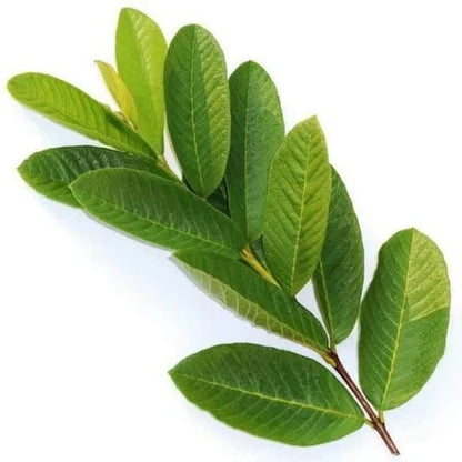 Guava Leaf Liquid Extract (Water Soluble) - Psidium guajava| Amrood Patta ras - Bulk Supplier India