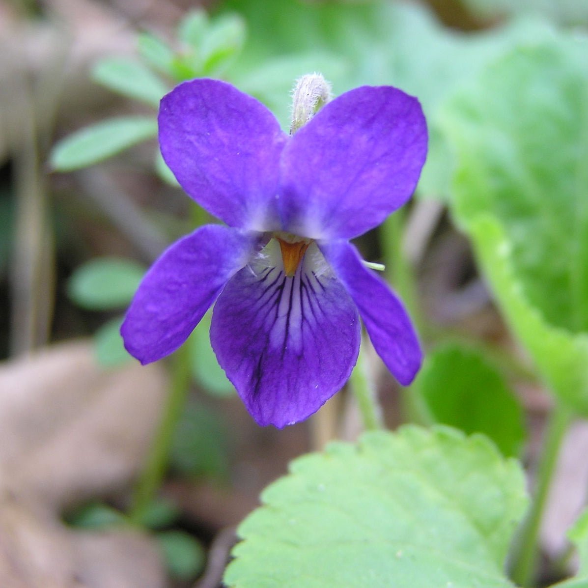 Gul banafsha Extract Powder - Viola Odorata - Bulk Supplier India