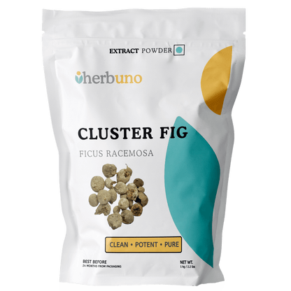 Gular Extract Powder - Ficus racemosa - Bulk Supplier India