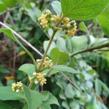 Gurmar Leaf Liquid Extract (Water Soluble) - Gymnema Sylvestre  - Bulk Supplier India  - shop_name