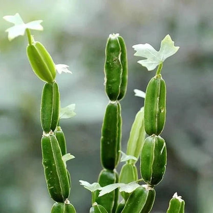 Hadjod Liquid Extract (Water Soluble) - Cissus quadrangularis - Bulk Supplier India