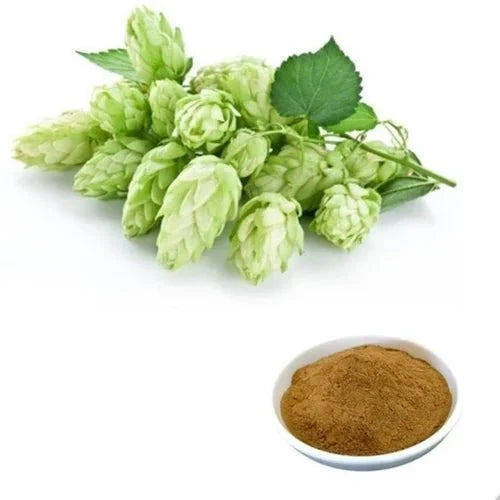 Hops Flower Extract Powder - Humulus lupulus - Bulk Supplier India