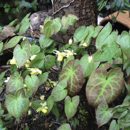 Horny goat weed Liquid Extract (Water Soluble) - Epimedium spp - Bulk Supplier India