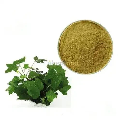 Ivy Leaf Extract Powder - Bulk Supplier India
